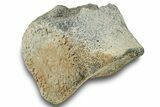 Fossil Whale Lumbar Vertebra - Yorktown Formation #250134-1